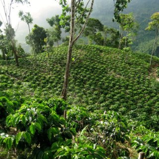 Премиум кафе Peru Chanchamayo