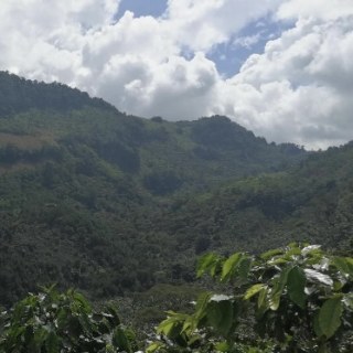 Специално кафе Guatemala Aldo Alnesse