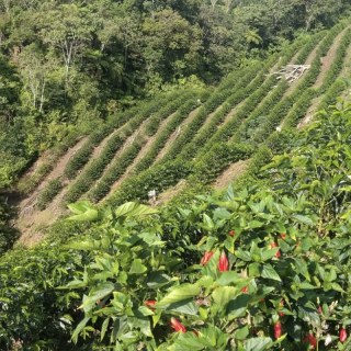 Специално кафе Peru Añas Blue