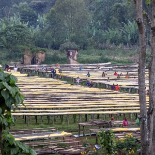 Специално кафе Ethiopia Sidamo Sase Rodoo