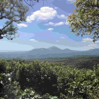 Специално кафе El Salvador Lyquidambar